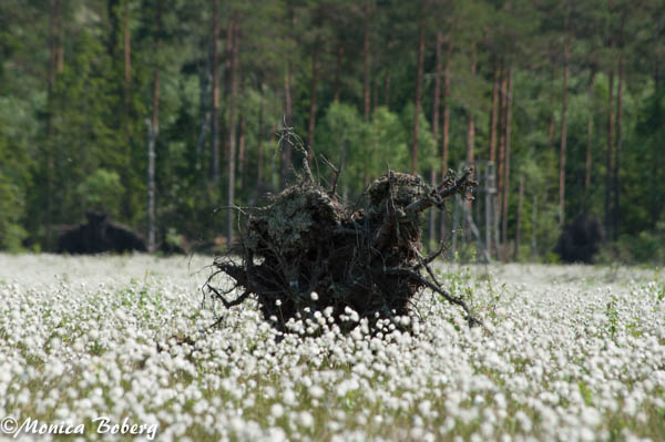 Vänga Mosse